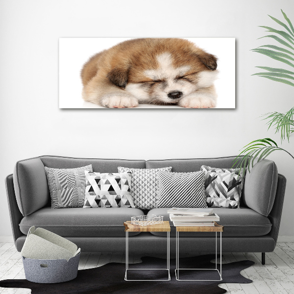 Photo printed on glass Akita puppy