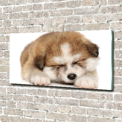 Photo printed on glass Akita puppy