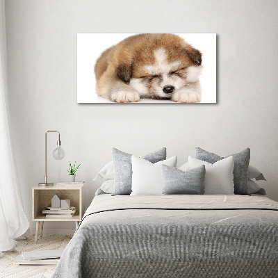 Photo printed on glass Akita puppy