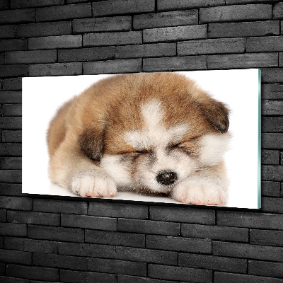 Photo printed on glass Akita puppy