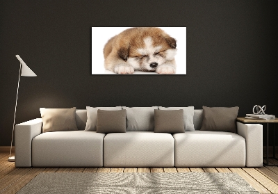 Photo printed on glass Akita puppy