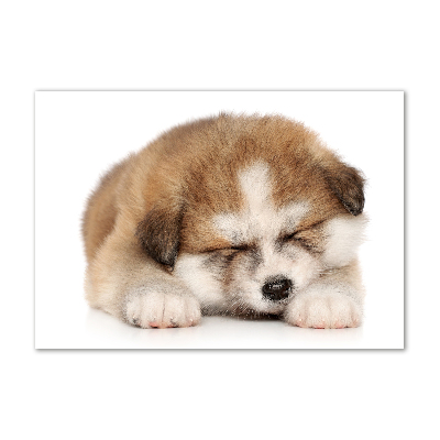 Photo printed on glass Akita puppy