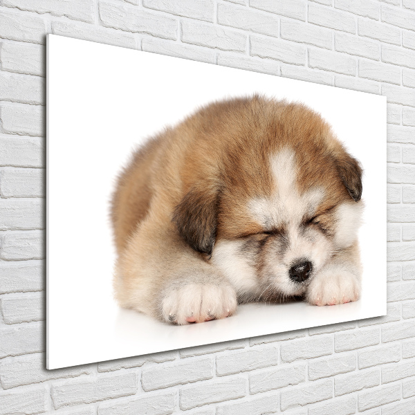 Photo printed on glass Akita puppy