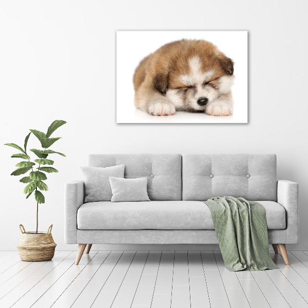 Photo printed on glass Akita puppy