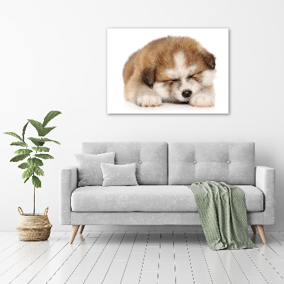 Photo printed on glass Akita puppy