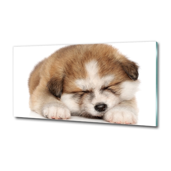 Photo printed on glass Akita puppy