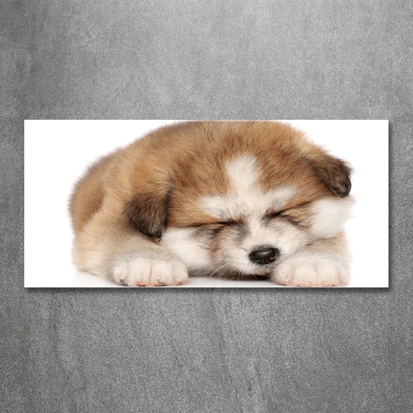 Photo printed on glass Akita puppy