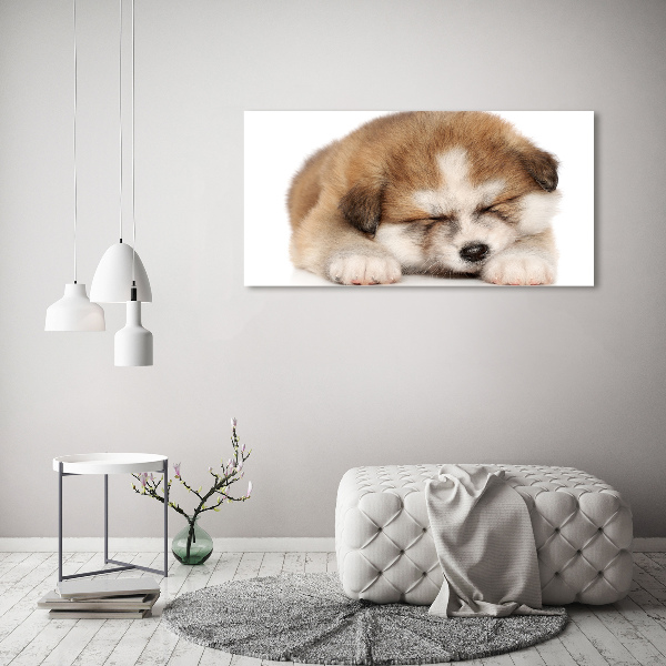 Photo printed on glass Akita puppy