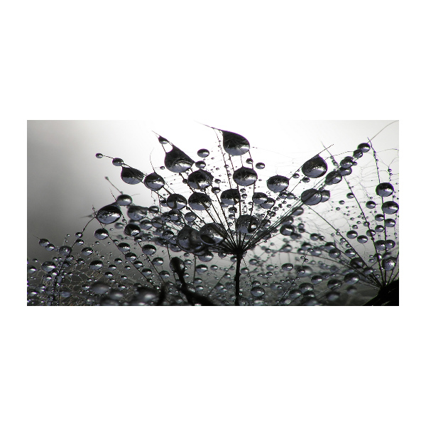 Glass picture wall art Dandelion seeds