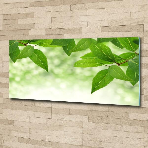 Glass picture wall art Green leaves