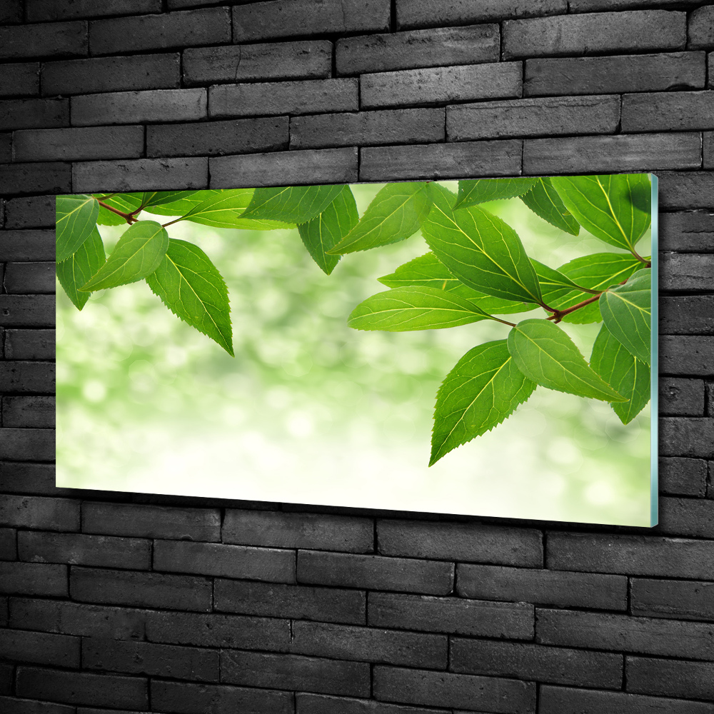 Glass picture wall art Green leaves