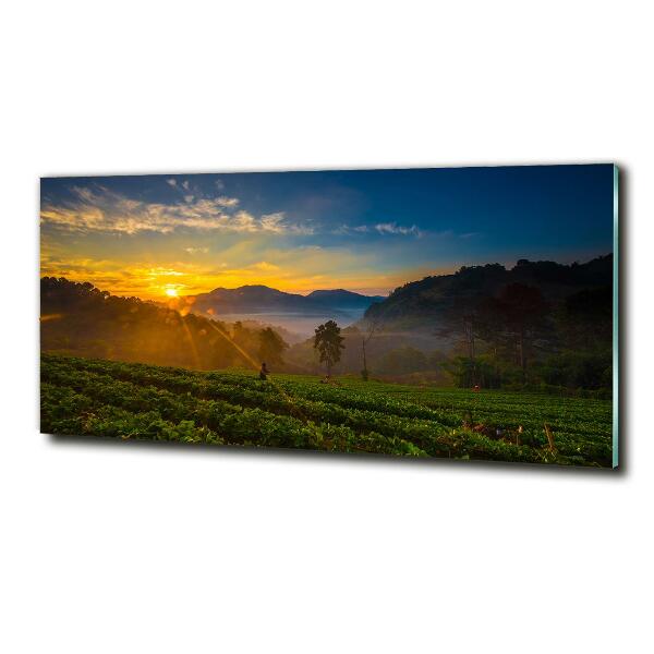 Glass wall art large Tea plantation