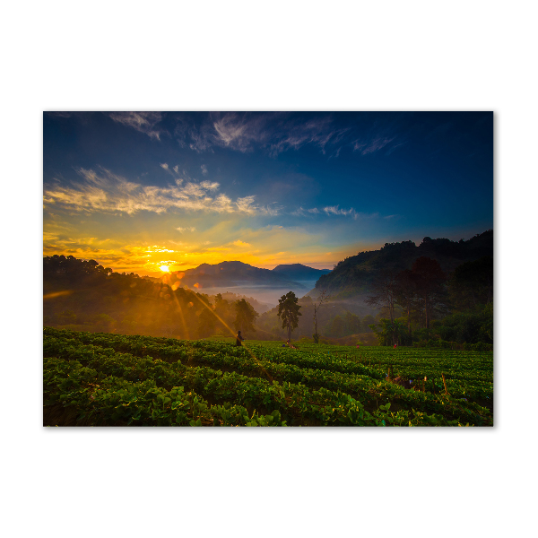 Glass wall art large Tea plantation