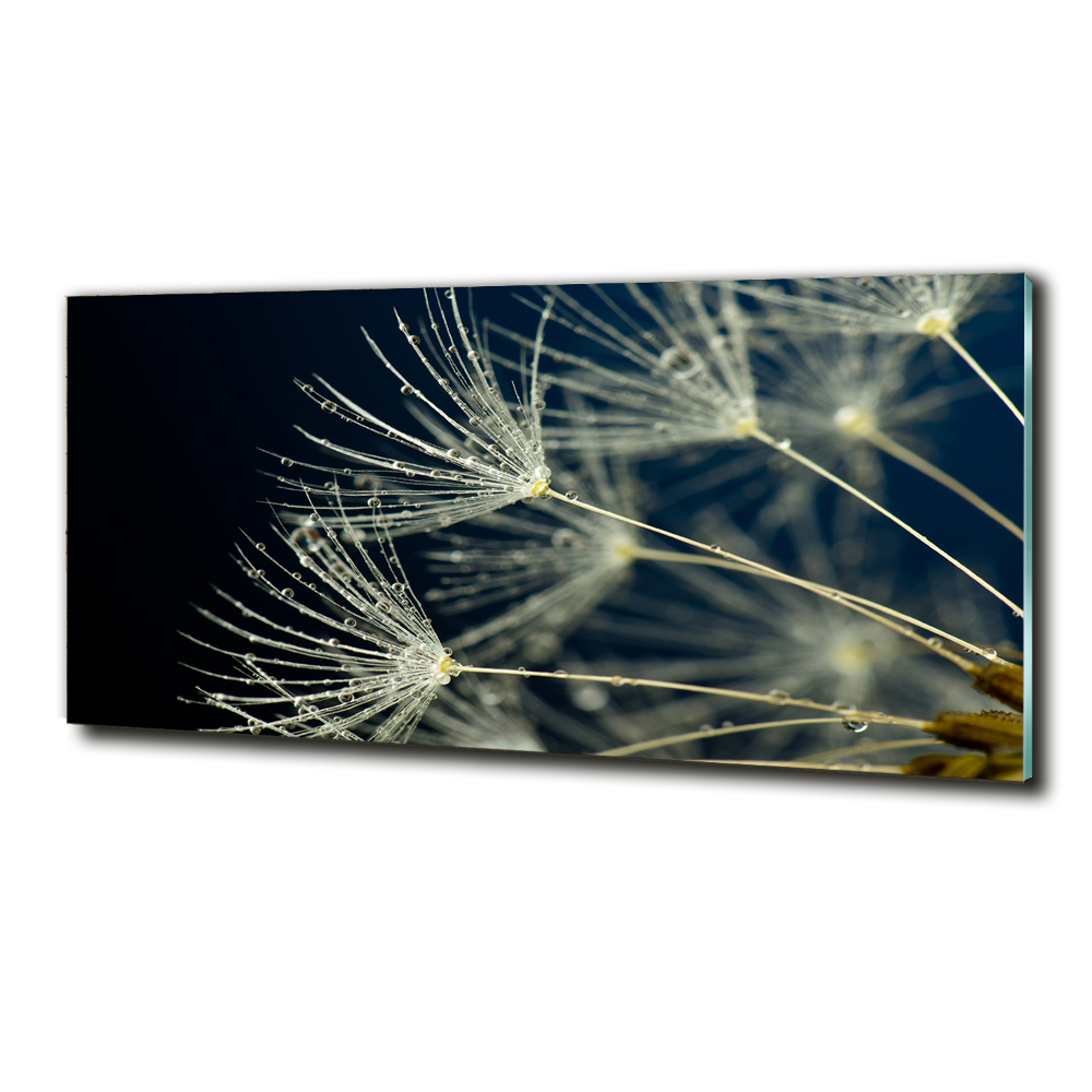 Glass picture wall art Dandelion seeds