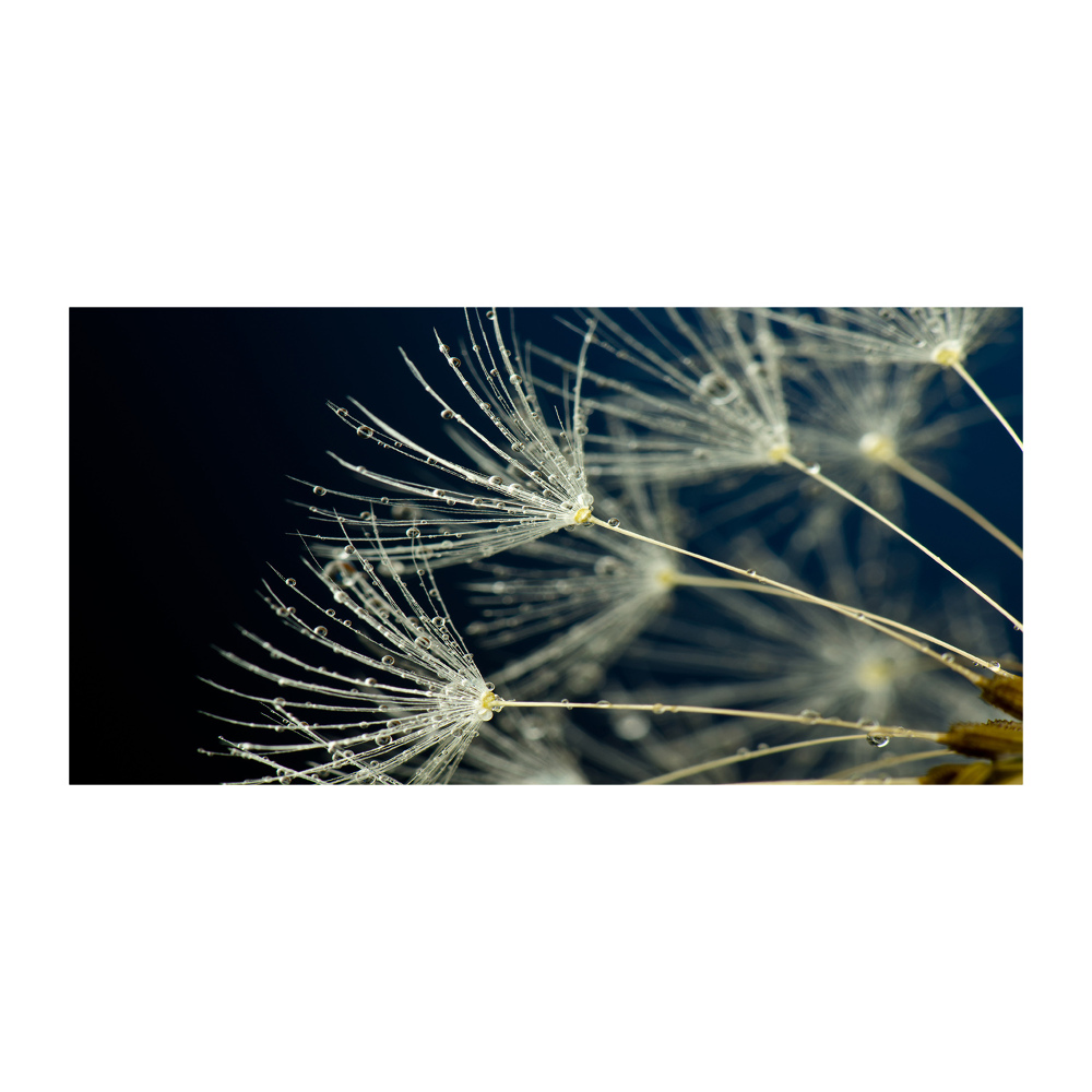 Glass picture wall art Dandelion seeds