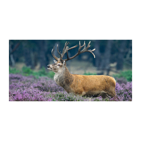 Photo printed on glass Deer among lavender