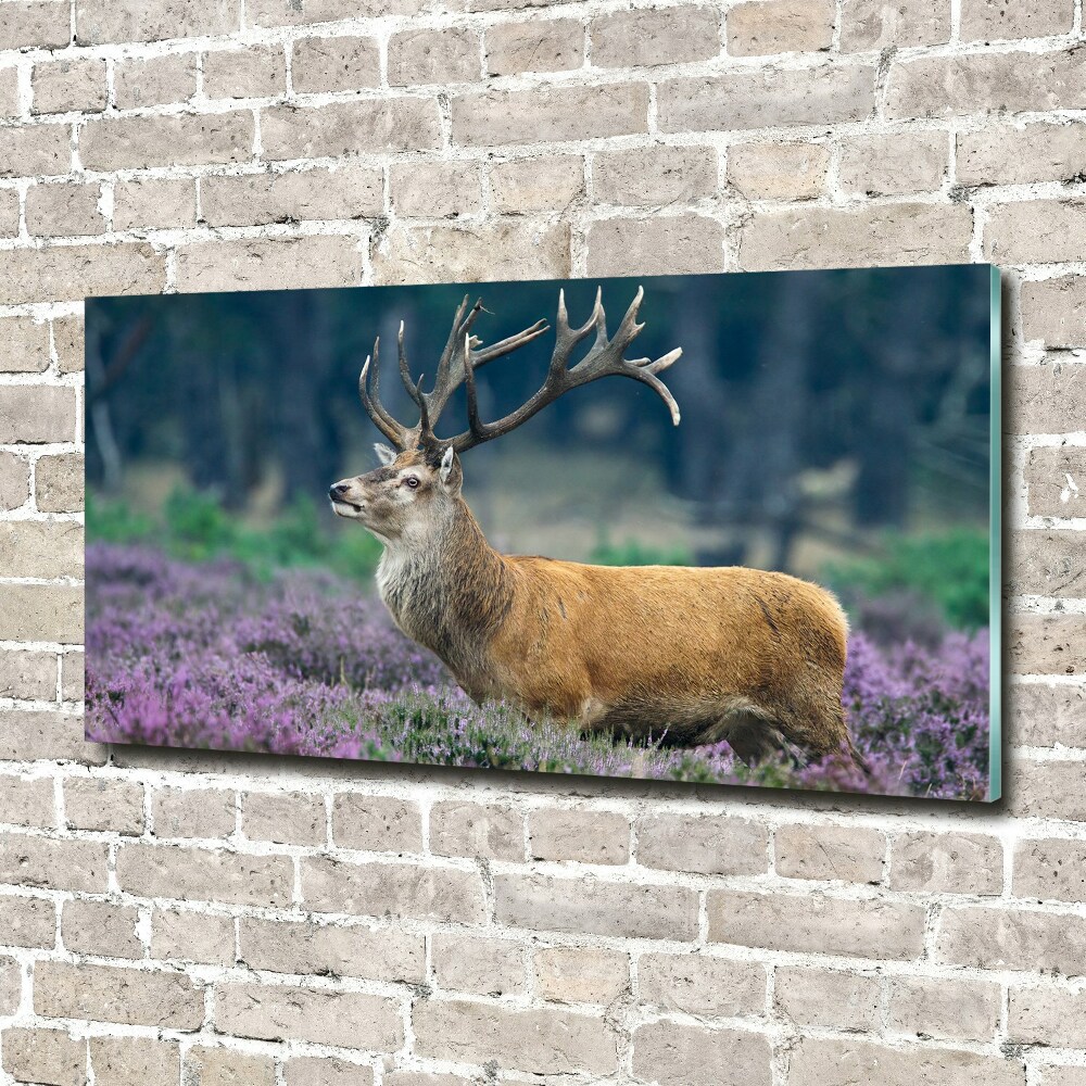 Photo printed on glass Deer among lavender