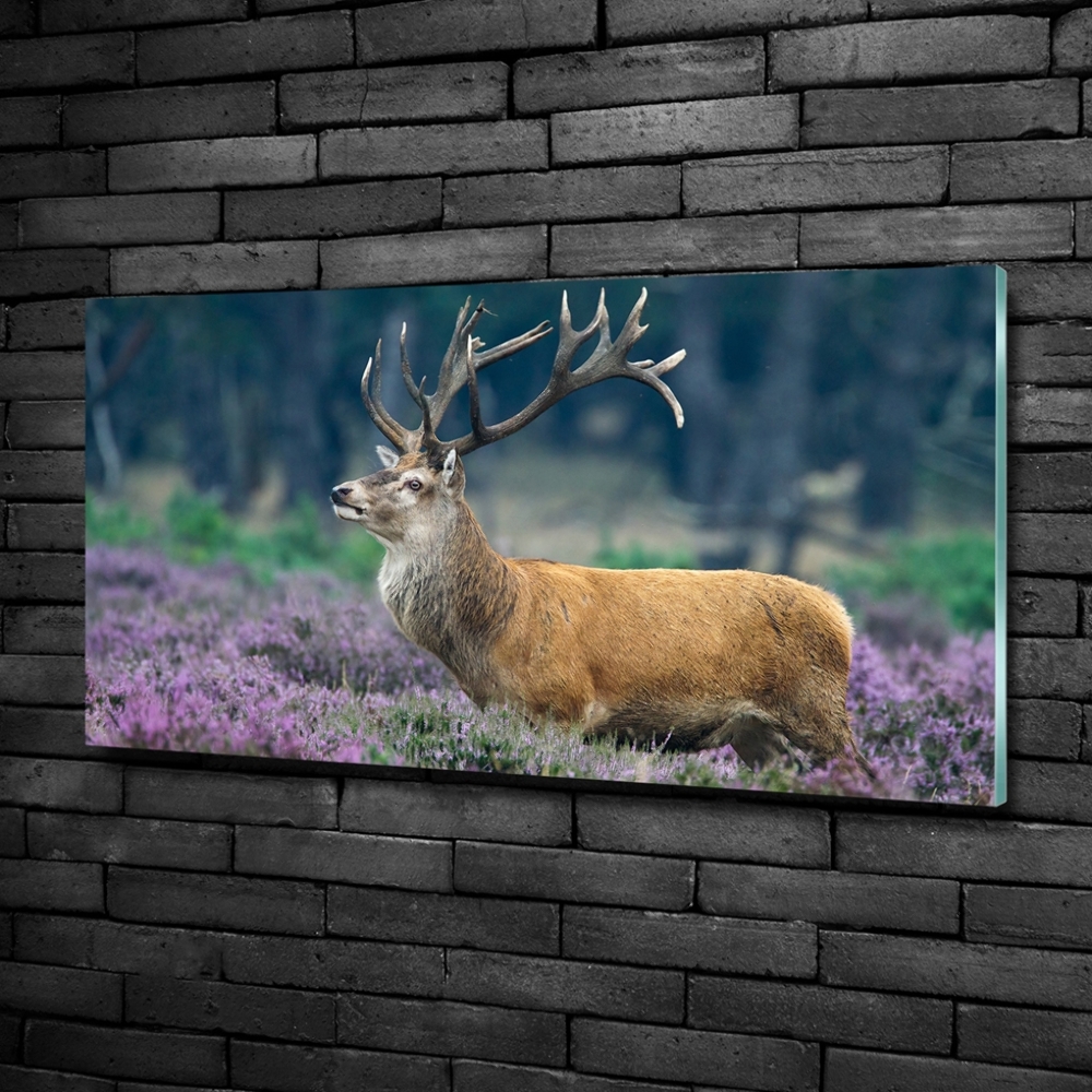 Photo printed on glass Deer among lavender