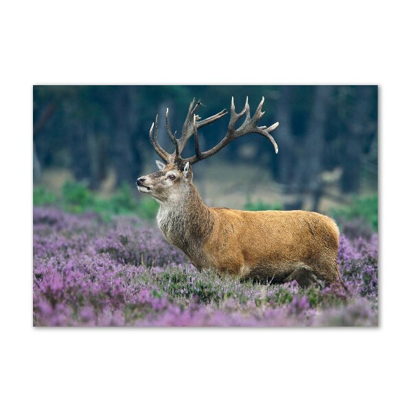 Photo printed on glass Deer among lavender