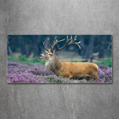 Photo printed on glass Deer among lavender