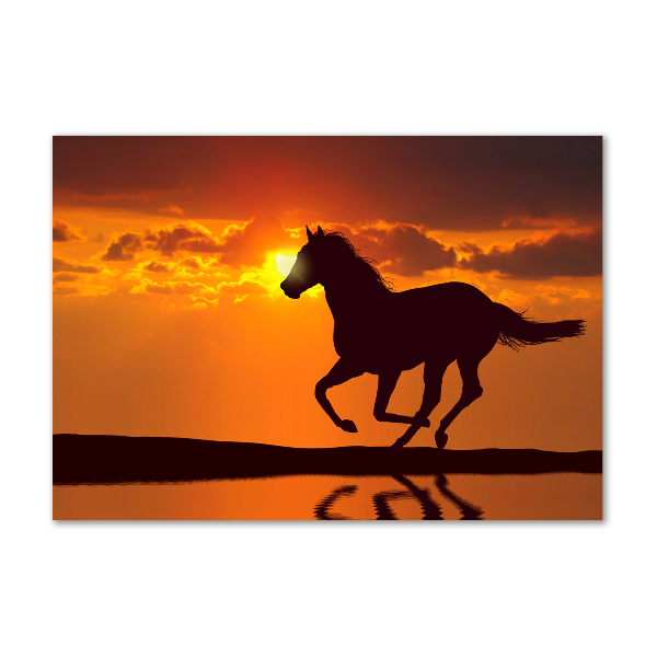 Photo printed on glass Sunset horse