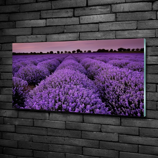 Printed glass wall art Lavender field