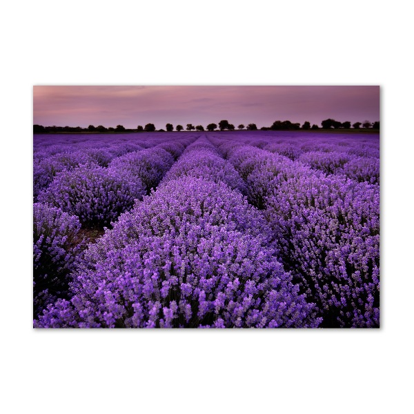 Printed glass wall art Lavender field