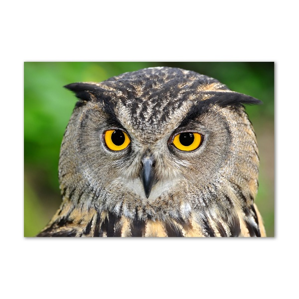 Glass picture wall art Owl