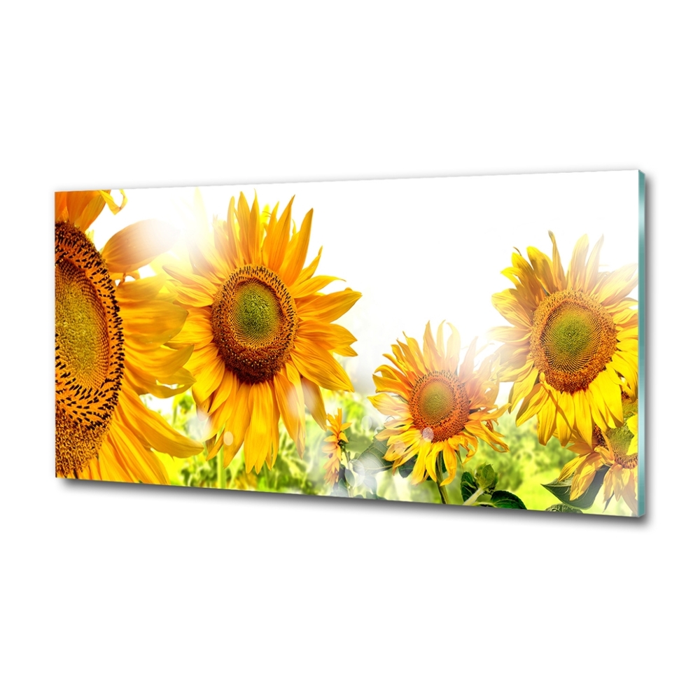 Printed glass wall art Sunflowers