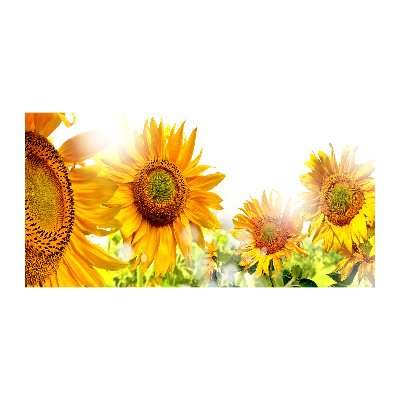 Printed glass wall art Sunflowers