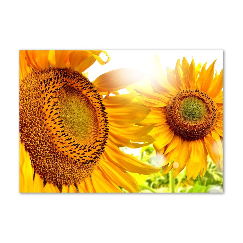 Printed glass wall art Sunflowers