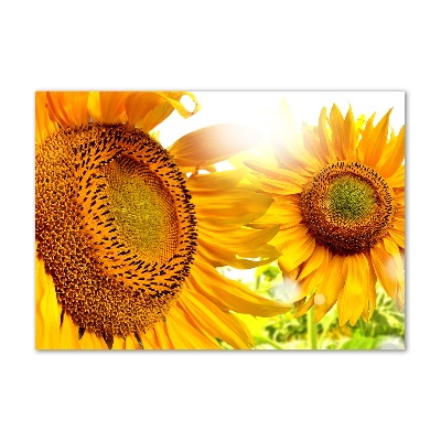 Printed glass wall art Sunflowers