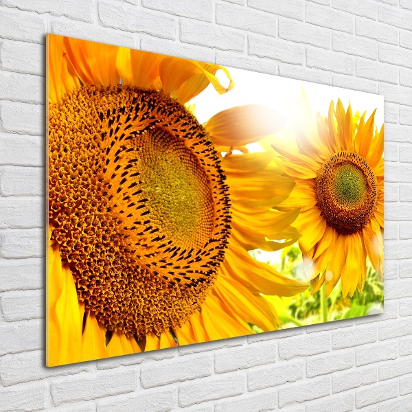 Printed glass wall art Sunflowers