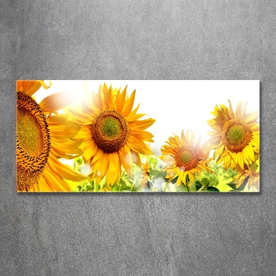 Printed glass wall art Sunflowers