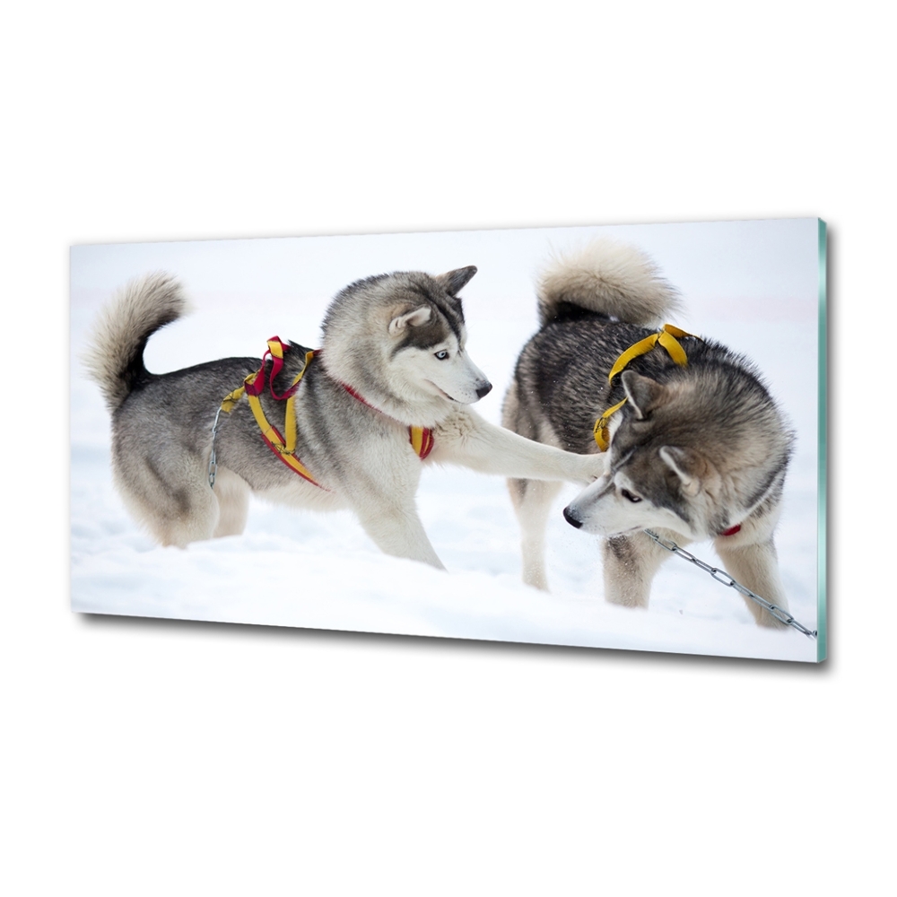 Photo printed on glass Husky in winter