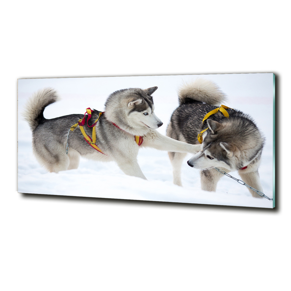 Photo printed on glass Husky in winter