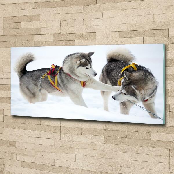 Photo printed on glass Husky in winter