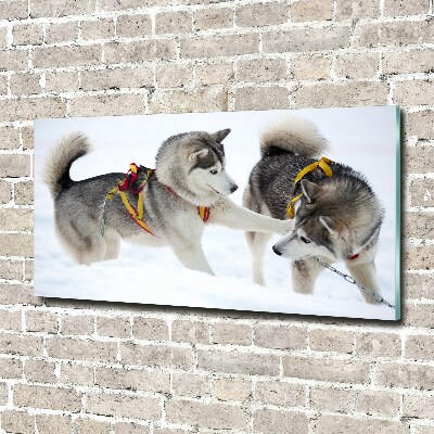 Photo printed on glass Husky in winter