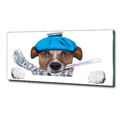 Photo printed on glass Sick dog