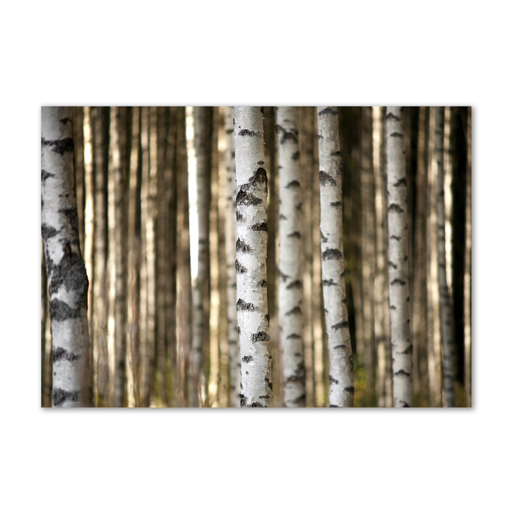 Glass wall art large Birch