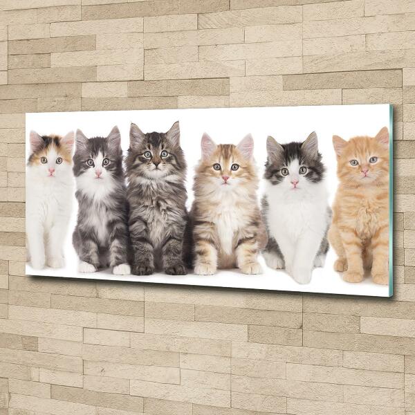 Glass picture wall art Six cats