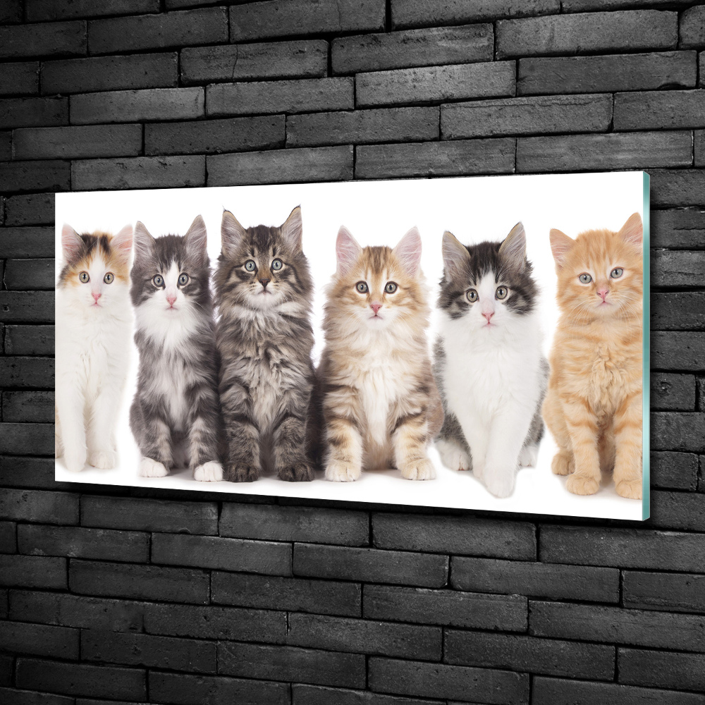 Glass picture wall art Six cats