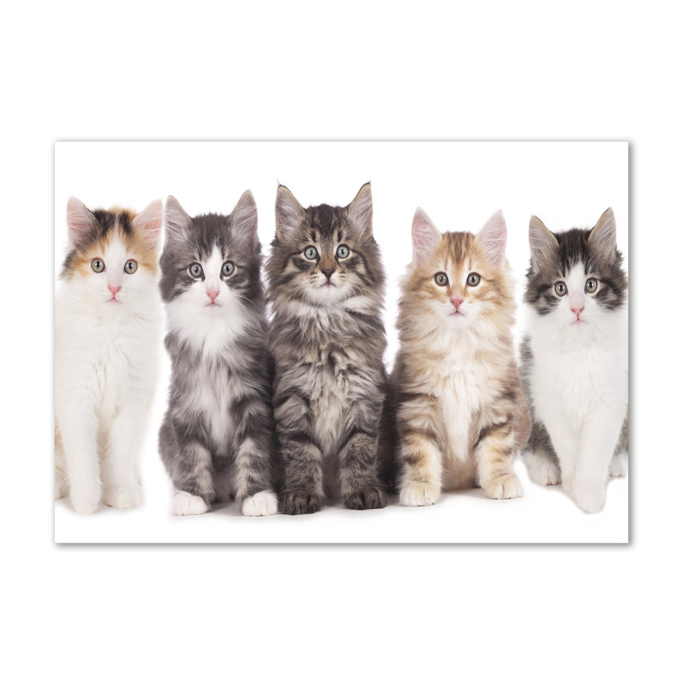 Glass picture wall art Six cats