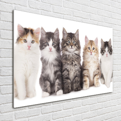 Glass picture wall art Six cats