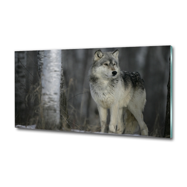 Glass picture wall art Gray wolf