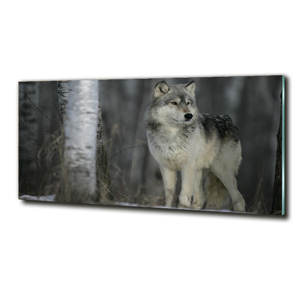 Glass picture wall art Gray wolf