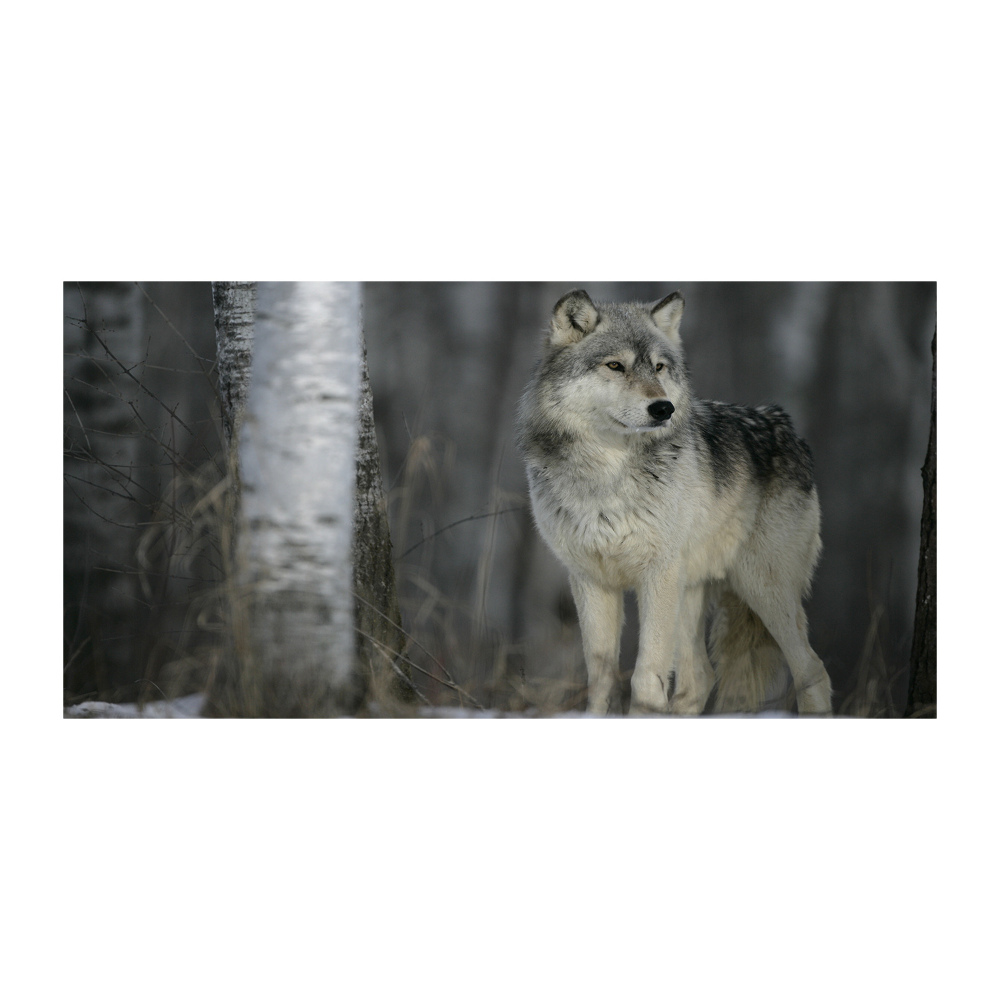 Glass picture wall art Gray wolf