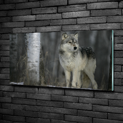 Glass picture wall art Gray wolf