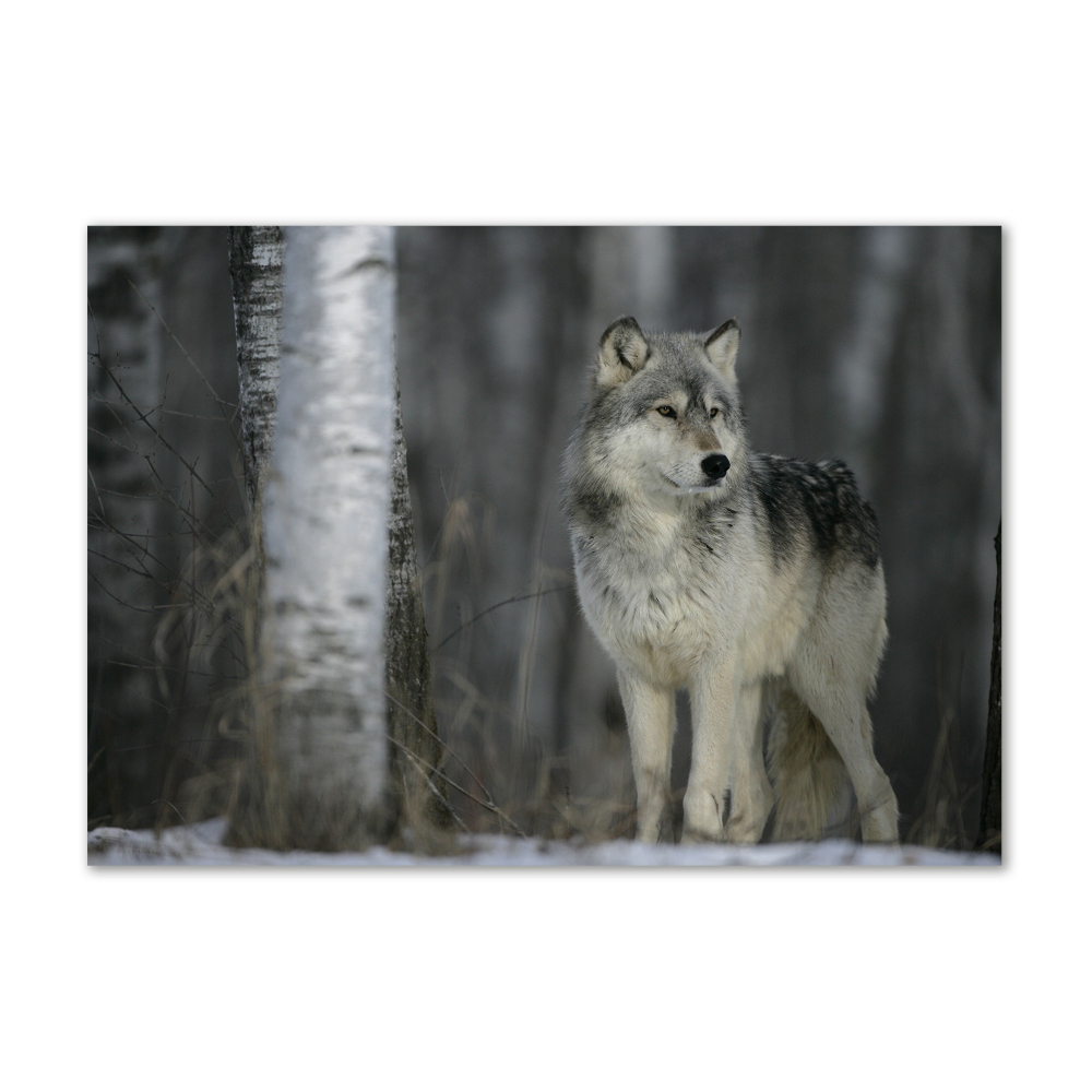 Glass picture wall art Gray wolf