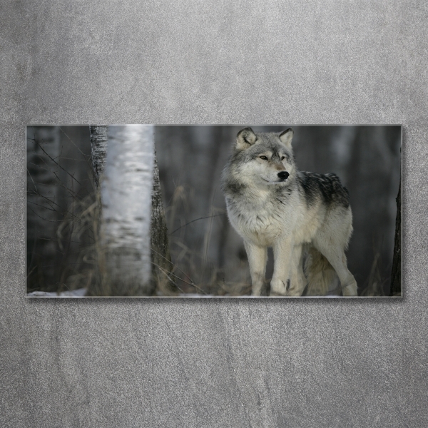 Glass picture wall art Gray wolf